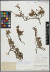 Foto von Salix alpina Scop.